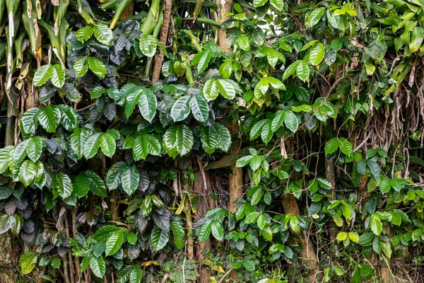 Kaffeplantage Råa Gröna Kaffebönor Och Blad Boquete Panama Centralamerika — Stockfoto