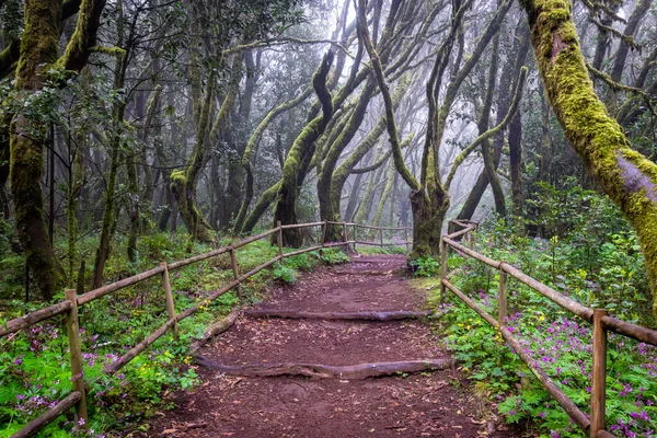 Canarische Eilanden Evergreen Bos Garajonay National Park Toeristische Voetpad Gomera — Stockfoto