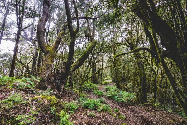 カナリア諸島 Garajonay国立公園 観光歩道 ゴメラ島 スペインの常緑樹林 — ストック写真