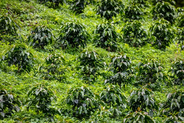 Kaffeplantage Råa Gröna Kaffebönor Och Blad Boquete Panama Centralamerika — Stockfoto