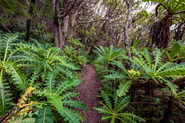 Kanarieöarna Evergreen Forest Garajonay National Park Turiststig Gomera Island Spanien — Stockfoto