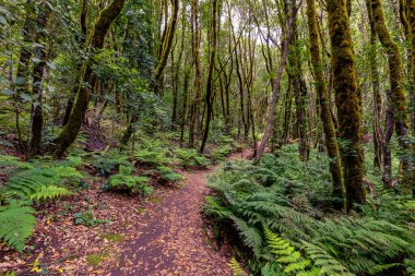 Kanarya Adaları. Garajonay Milli Parkı 'ndaki Evergreen ormanı, turistik patika, La Gomera Adası, İspanya.