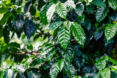 Kahve çiftliği, taze yeşil kahve çekirdekleri ve yapraklar, Boquete, Panama 'da. Orta Amerika. 