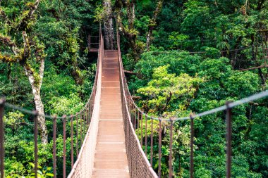Panama yağmur ormanları. Panama Ormanı, Orta Amerika 'da eski asılı köprü. 