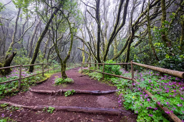 Canarische Eilanden Evergreen Bos Garajonay National Park Toeristische Voetpad Gomera — Stockfoto