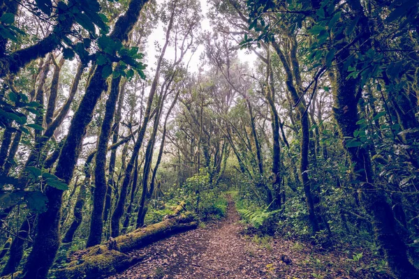 Canarische Eilanden Evergreen Bos Garajonay National Park Toeristische Voetpad Gomera — Stockfoto