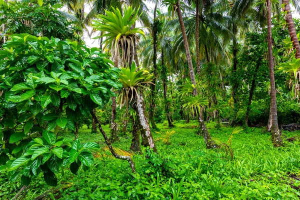 位于巴拿马Bocas Del Toro Cayos Zapatilla的Bastimentos海洋公园的普里斯廷加勒比岛屿 植被茂密 — 图库照片