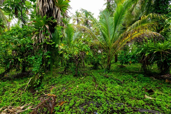 Natureza Tirar Fôlego Através Caminho Selva Para Cachoeiras Perdidas Boquete — Fotografia de Stock