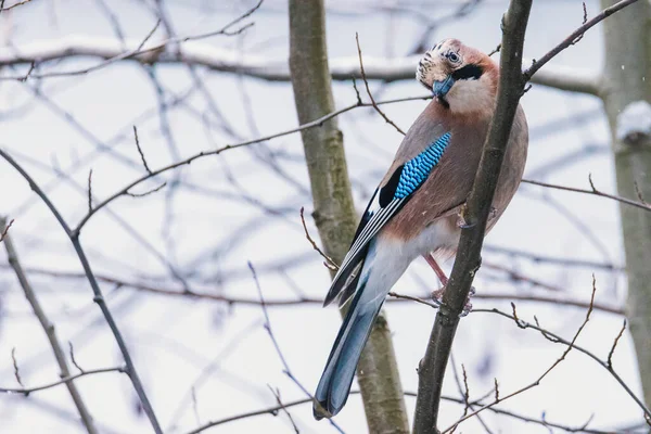 Eurasian Jay Garrulus Glandarius Sitting Moss Branch Snowing Colorful Bird — Stock Photo, Image