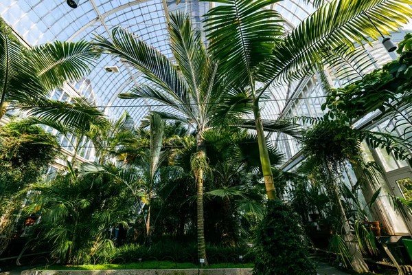 Cam sera. Halka açık Palm House, Göteborg 'daki Bahçe Derneği