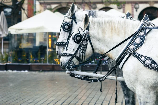 Cracow Poland December 2021 Krakow Poland Traditional Horse Drawn Carriage — стоковое фото
