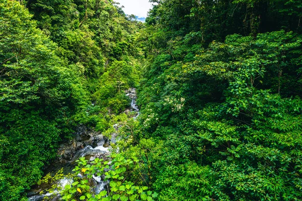 Trail Cloudforest Costa Rica Tropical Rainforest — Foto Stock