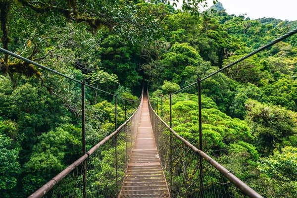 Kosta Rika Asılı Köprü Bulutu Yağmur Ormanı — Stok fotoğraf