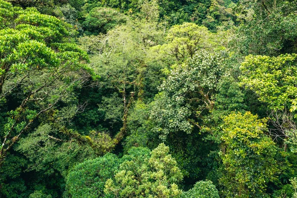 Trail Cloudforest Costa Rica Tropisch Regenwoud — Stockfoto