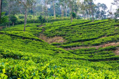 Sri Lanka Çay Çiftliği. Yeşil Tepeler Doğa Manzarası. Nuwara Eliya, Sri Lanka.