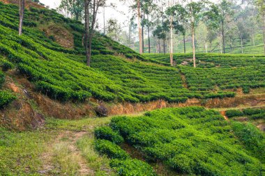 Sri Lanka Çay Çiftliği. Yeşil Tepeler Doğa Manzarası. Nuwara Eliya, Sri Lanka.