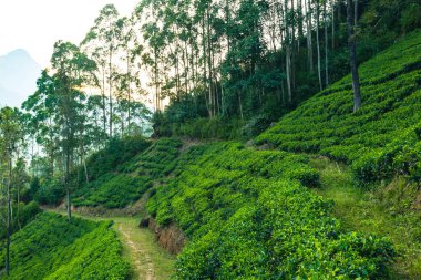 Sri Lanka Çay Çiftliği. Yeşil Tepeler Doğa Manzarası. Nuwara Eliya, Sri Lanka.
