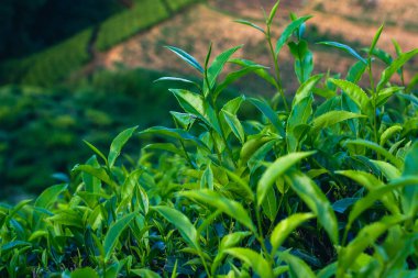 Sri Lanka Çay Çiftliği. Yeşil Tepeler Doğa Manzarası. Nuwara Eliya, Sri Lanka.
