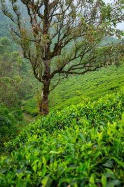 Sri Lanka Çay Çiftliği. Yeşil Tepeler Doğa Manzarası. Nuwara Eliya, Sri Lanka.
