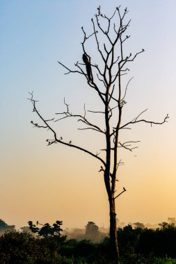 Gün batımına karşı bir dalda oturan bir kuş silueti. Gün batımında dallarda uçan bir kuş. Sri Lanka.