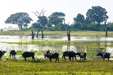 Sabah zaman tabiat manzarası. Udawalawe Milli Parkı Sri Lanka.