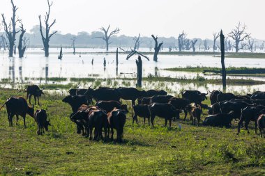 Sabah zaman tabiat manzarası. Udawalawe Milli Parkı Sri Lanka.