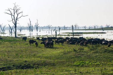 Sabah zaman tabiat manzarası. Udawalawe Milli Parkı Sri Lanka.
