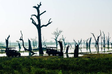 Sabah zaman tabiat manzarası. Udawalawe Milli Parkı Sri Lanka.