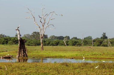 Sabah zaman tabiat manzarası. Udawalawe Milli Parkı Sri Lanka.