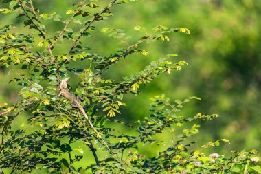 Sri Lanka 'da Kertenkele Yakalandı
