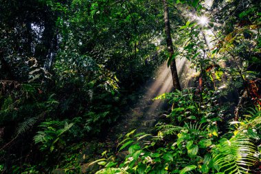 Sri Lanka yağmur ormanları. Ormanda yol. Sinharaja Orman Rezervi, Sri Lanka. 