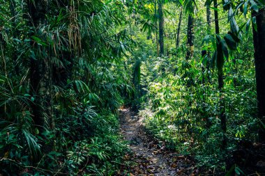 Sri Lanka yağmur ormanları. Ormanda yol. Sinharaja Orman Rezervi, Sri Lanka. 