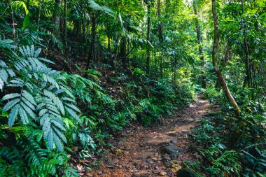 Sri Lanka yağmur ormanları. Ormanda yol. Sinharaja Orman Rezervi, Sri Lanka. 