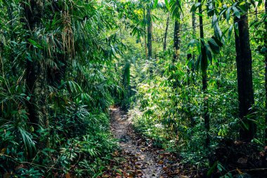 Sri Lanka yağmur ormanları. Ormanda yol. Sinharaja Orman Rezervi, Sri Lanka. 