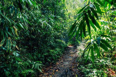 Sri Lanka yağmur ormanları. Ormanda yol. Sinharaja Orman Rezervi, Sri Lanka. 