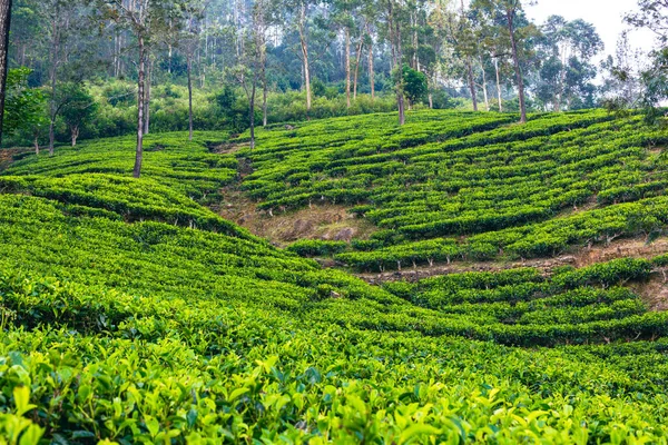 スリランカ茶園 緑の丘自然景観 スリランカのヌワラエリヤ — ストック写真