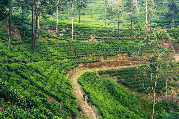 Чайная Плантация Шри Ланки Природный Ландшафт Грин Хиллс Нувара Элия — стоковое фото