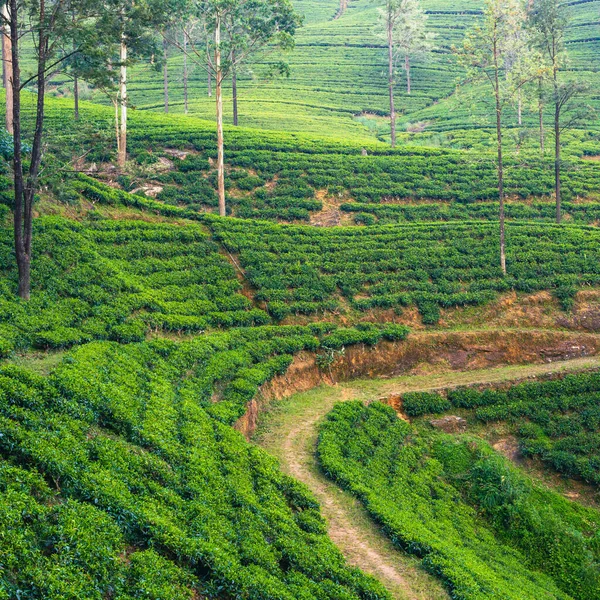 Φυτεία Τσάι Σρι Λάνκα Πράσινο Τοπίο Της Φύσης Hills Nuwara — Φωτογραφία Αρχείου