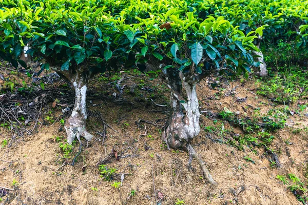 Plantacja Herbaty Sri Lance Krajobraz Zielonych Wzgórz Nuwara Eliya Sri — Zdjęcie stockowe