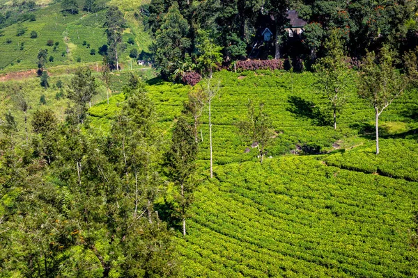 Sri Lanka Tea Plantation Green Hills Nature Landscape Nuwara Eliya — Stock Photo, Image