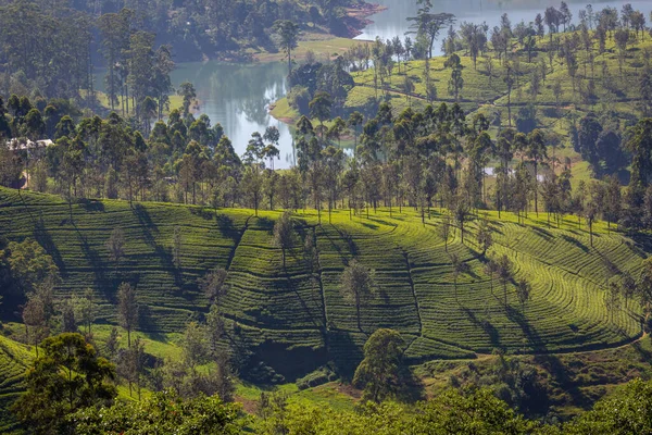Плантація Чаювання Шрі Ланці Зелений Пагорб Нувара Елія Шрі Ланка — стокове фото