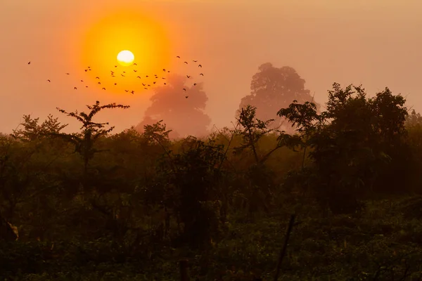 Silueta Pájaro Sentado Una Rama Contra Luz Del Atardecer Pájaro — Foto de Stock