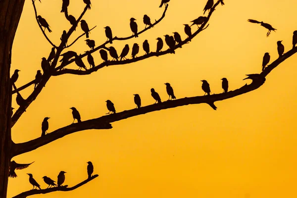 Sylwetka Ptaka Siedzącego Gałęzi Przy Świetle Zachodu Słońca Ptak Gałęziach — Zdjęcie stockowe