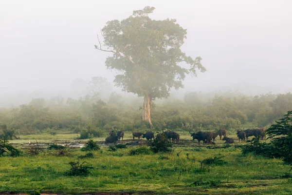 Wilde Landschaft Morgen Udawalawe Nationalpark Sri Lanka — Stockfoto