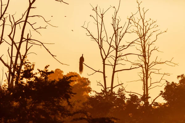 Silhouet Van Een Vogel Zittend Een Tak Tegen Zonsondergang Licht — Stockfoto