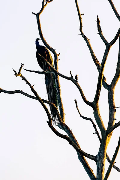 Silhouet Van Een Vogel Zittend Een Tak Tegen Zonsondergang Licht — Stockfoto