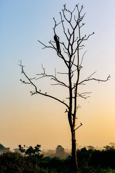 Silueta Ptáka Sedícího Větvi Proti Zapadajícímu Slunci Pták Větvích Při — Stock fotografie