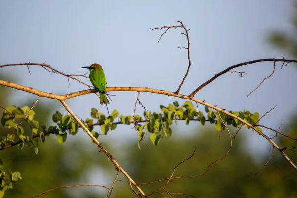 Exotický Pták Srí Lance — Stock fotografie