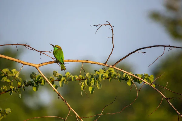斯里兰卡的异族鸟类 — 图库照片