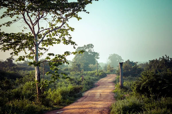 Wild Landscape Morning Time Udawalawe National Park Sri Lanka — Stock Photo, Image